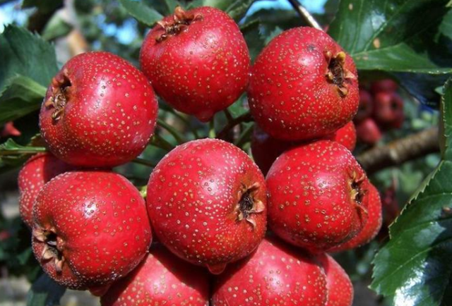 肝脏|经常喝酒的人，建议少吃“3红”，多吃“2黄”，肝脏或会感谢你