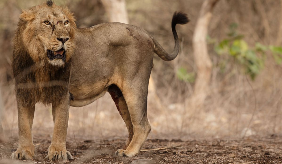 剑齿虎 剑齿虎的长牙有什么用？为何其能猎杀大象？而狮子和老虎却做不到