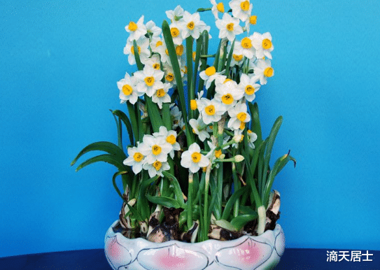 滴天居士|盘点那些有利财运的绿植，你买对了嘛