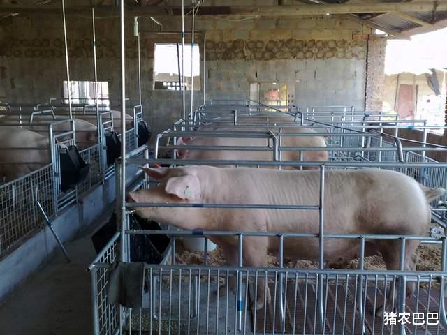 黄金价格 猪价又是“一片绿”，14地猪价下跌，5月底会“大反攻”吗？