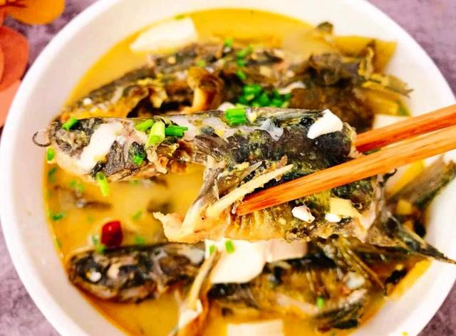 豆腐|一种会嘎嘎叫的鱼，在夏季好钓更好吃，快行动起来