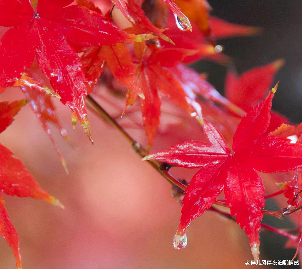 老伴儿风停夜泊聊情感 男人不爱了,才会这样做!离开才是上策