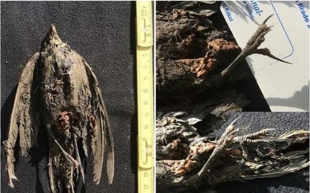 北极 北极“高烧”不断，史前生物遗骸接连出现，冰层下的病菌或将苏醒