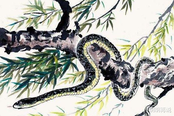 明明再说 “福气蛇”过了55岁，一定要花一分钟好好看看