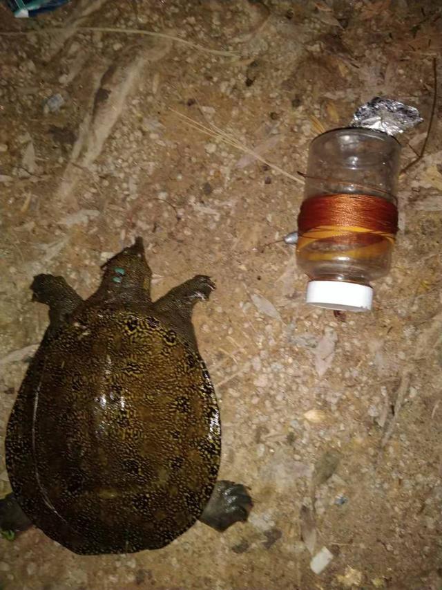 饵料|钓鱼佬都是吃货？蛇口夺鳝还是银环！钓友：局里来一趟