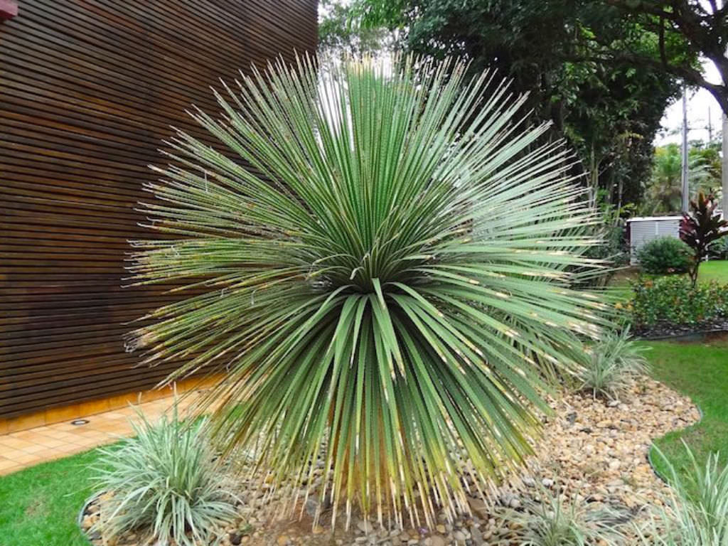 基因 锯齿龙属，超酷的龙舌兰，引人注目的奇异多肉