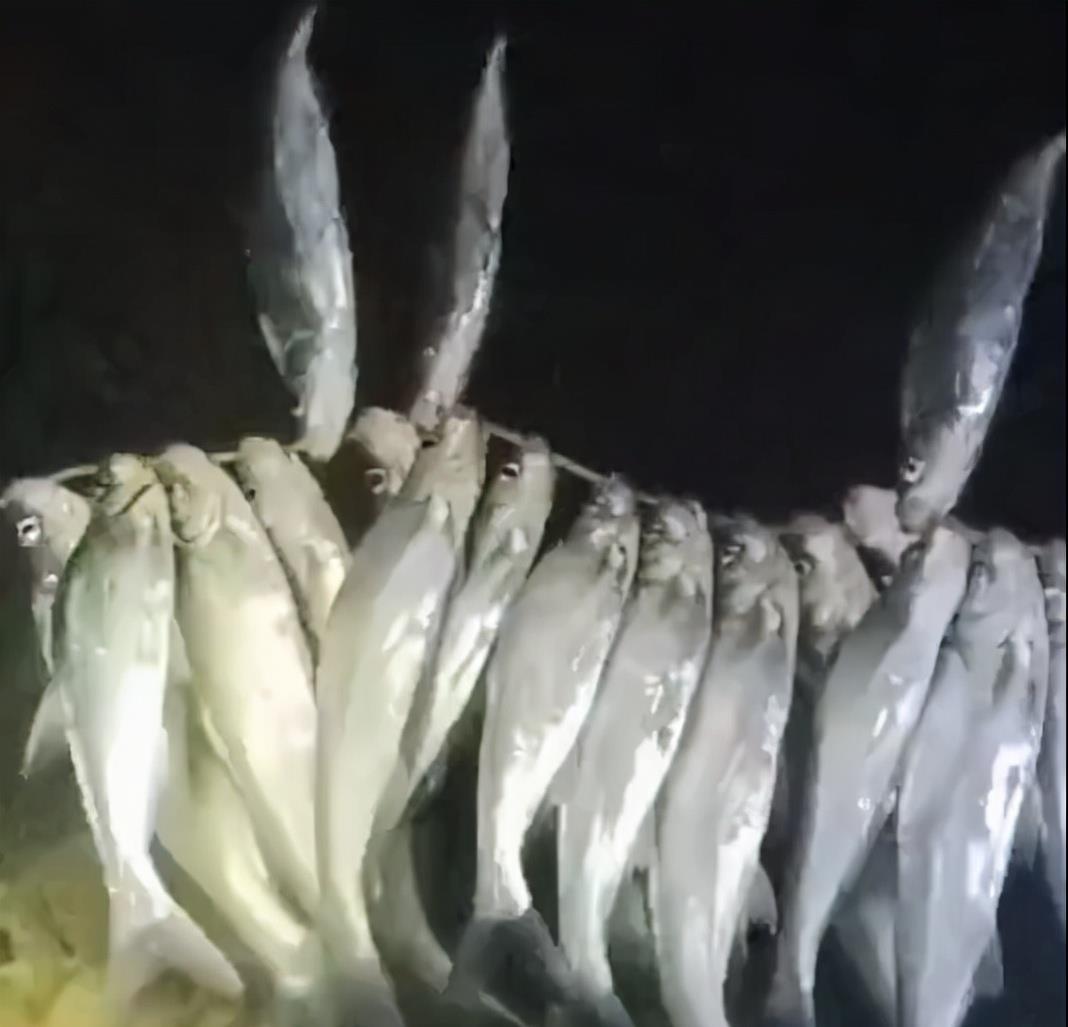 广东省|广东一男子网上晒渔获，近百斤翘嘴鱼被穿成串，网友：泥鳅党