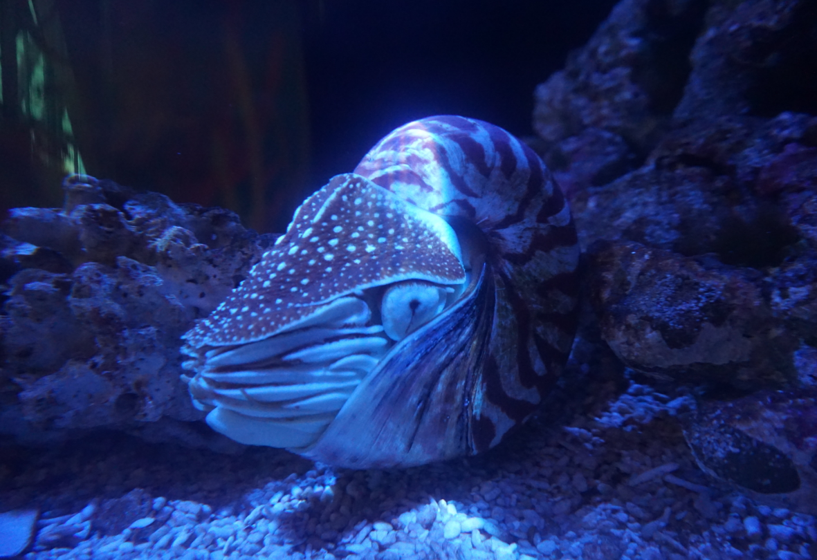 鹦鹉螺 盘点那些鲜为人知的5种远古生物，最早已达5亿年