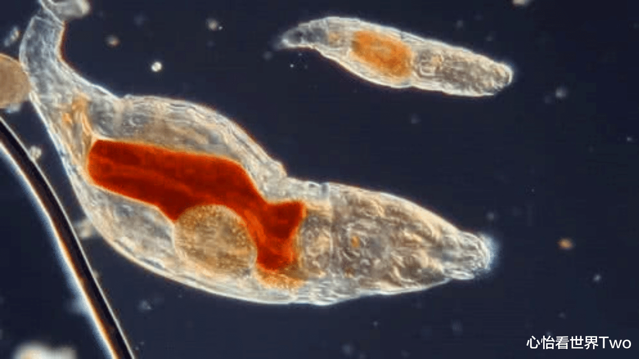 科学家 2.4万年前的微生物，被俄罗斯科学家成功“复活”，解冻后可繁殖