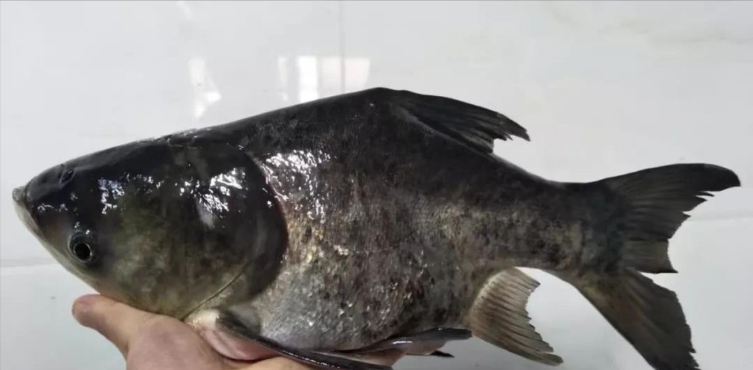花鲢|人为地把花鲢培育出畸形鱼，还取了一个好听的名字，只为一道名菜