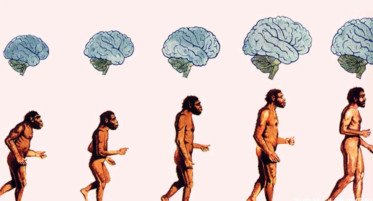 科学家|同人类共进化，30年前人身上常见的虱子，为何如今看不到了？