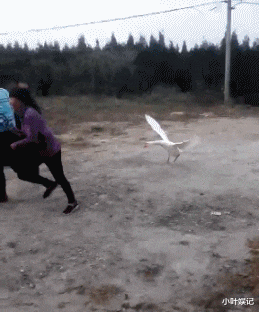 小叶娱记 被蜜蜂蛰了,奶奶说拔罐逼出毒血就好了”,但为啥却越长越大...