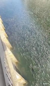 河道里发现密密麻麻的罗非鱼,网友:原来是鱼里多了点水