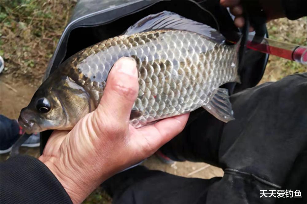 饵料|冬季钓鱼，提升咬钩量的3个办法，天冷还想爆护，这些方法要常用