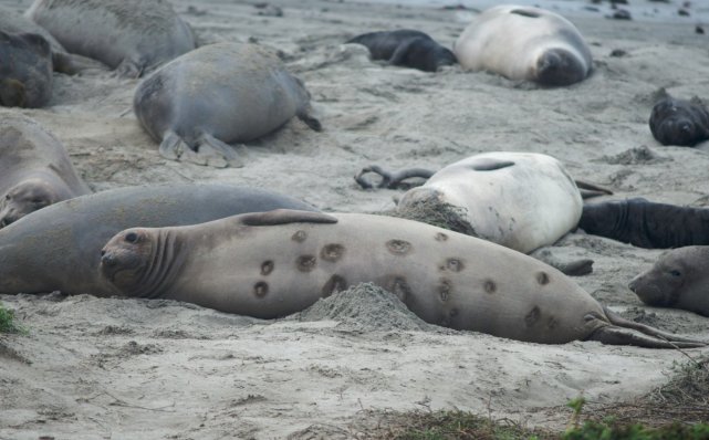 潜艇 引诱，吸附，旋转剜肉，小小达摩鲨连虎鲸和潜艇都不放过