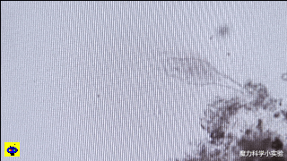 射电望远镜 魔力科学小实验，借你10个胆，敢把鱼缸里的水放显微镜下瞧瞧吗？