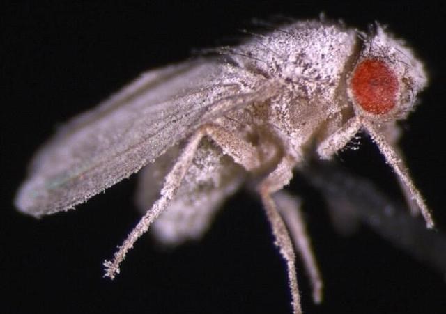 太空 第一只进入太空的狗，结局已注定的死亡之旅，真相也被隐瞒45年