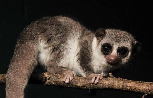 蝙蝠 为什么大自然中会有一些动物需要冬眠？