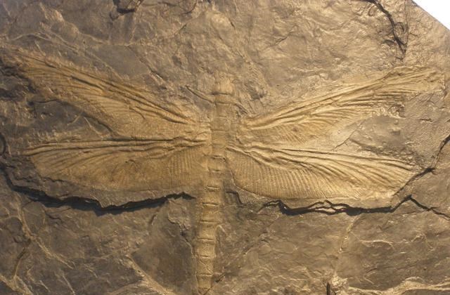 飞行界的王者：蜻蜓，科学家研究多年仍未完全搞清其奥秘