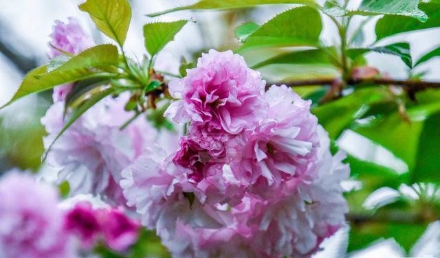 泰国旅游 遇见樱花绽放的美丽，千姿百态的花朵满树烂漫，清新迷人的花卉