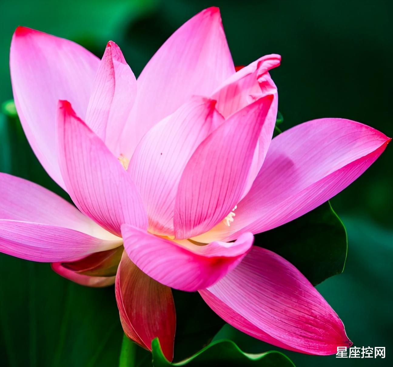 |哪几个月份出生的人，12月容易吸引贵人注意，职场中四处逢源！