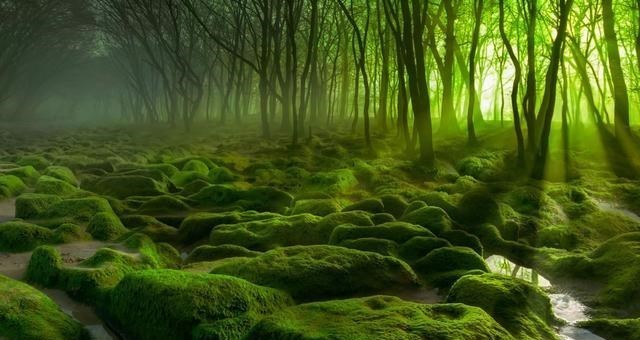 科学家 美科学家发现地球正“变绿”，原因就在中印，但专家对印度很担忧