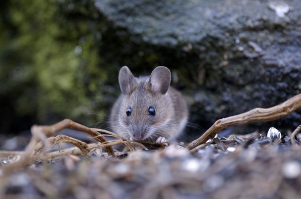 余绿一斗 四月，生肖鼠“祸从天降”，子鼠人瞧瞧怎么回事？