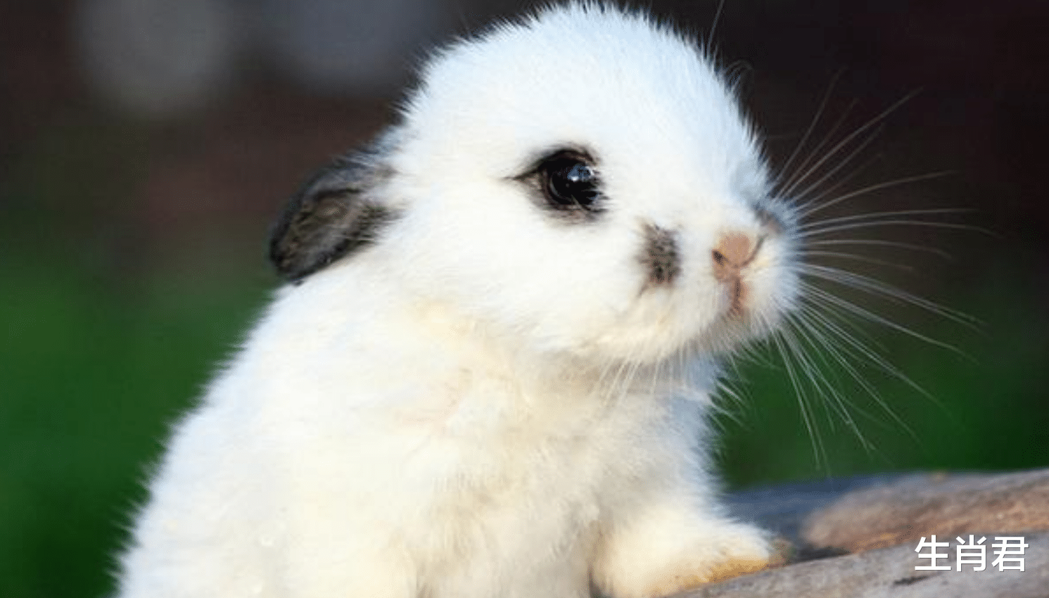 属兔|滴水穿石，属兔人在职场中数十年如一日的打拼，终将收获满满