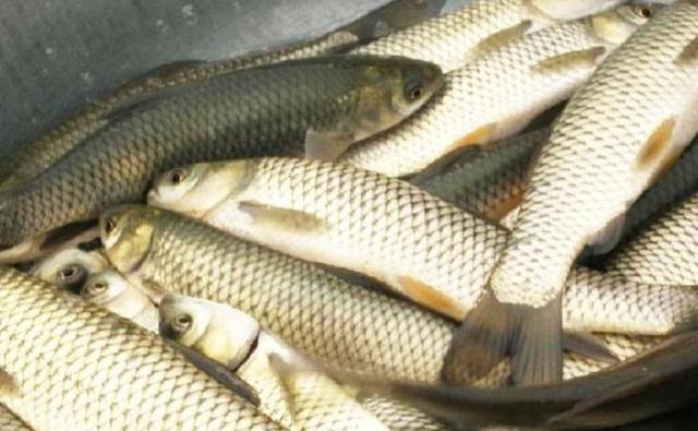 知否知否啊|农村养殖草鱼，自制饲料配方需要哪些原料？