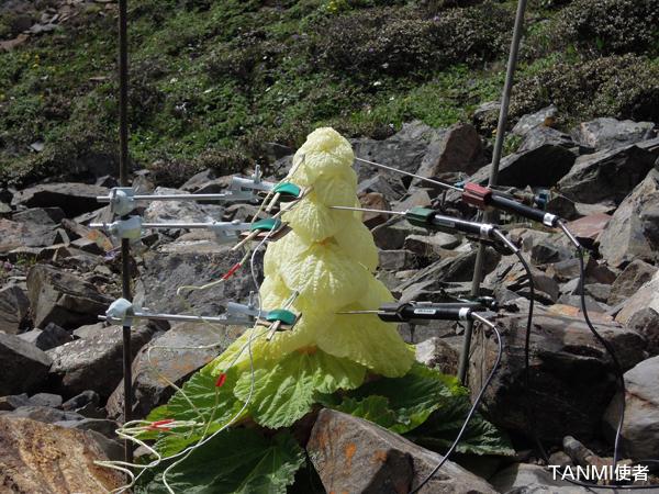 杭州 在喜馬拉雅山旅行看到它，不要打擾，一生只開一次花