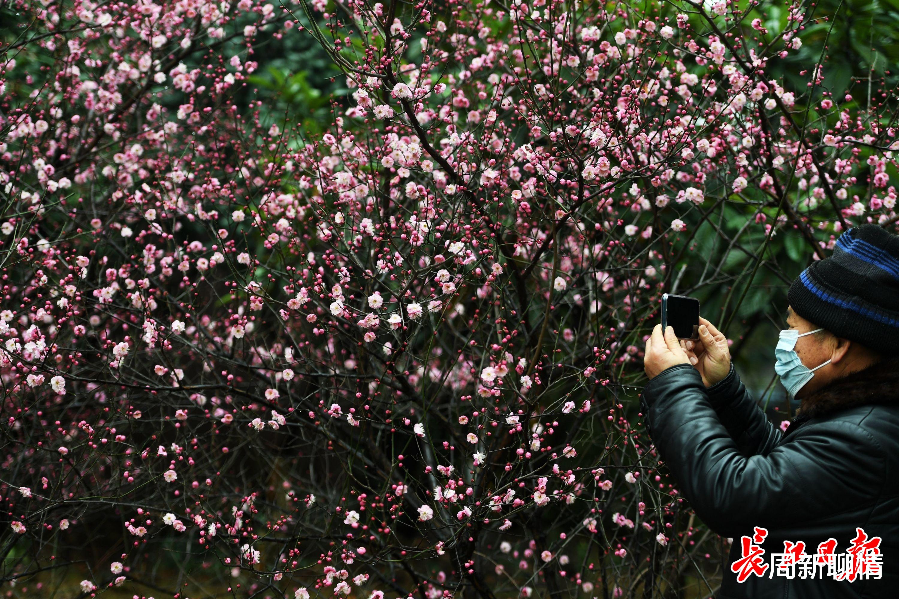 周新聊情 武汉红梅花风雨中竞相开放,沁人心脾一派春意盎然