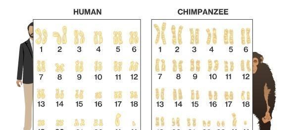 科学家发现一只黑猩猩基因突变，差点变成人，它与人类只差1.2%