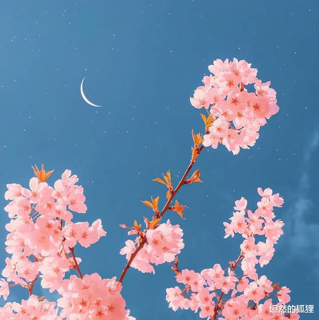 坦然的狐狸 余生很长，别着急，淡然地活（清醒）