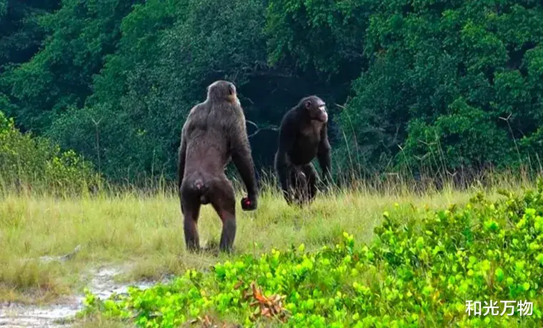 科学家 黑猩猩首次杀害银背大猩猩，还吃掉一只，科学家：或气候暖化引发！