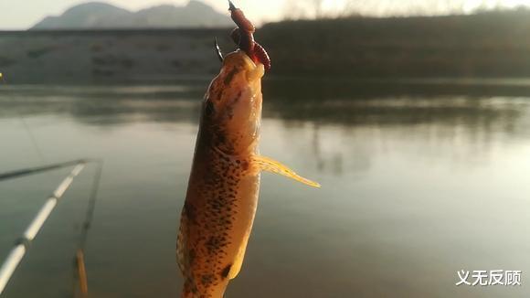 泥鳅|这七种外来鱼类早已被列入“黑名单”，钓鱼人别把他们放生！