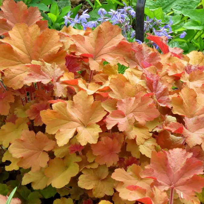 花最少的钱,打造最美的阳台小花园