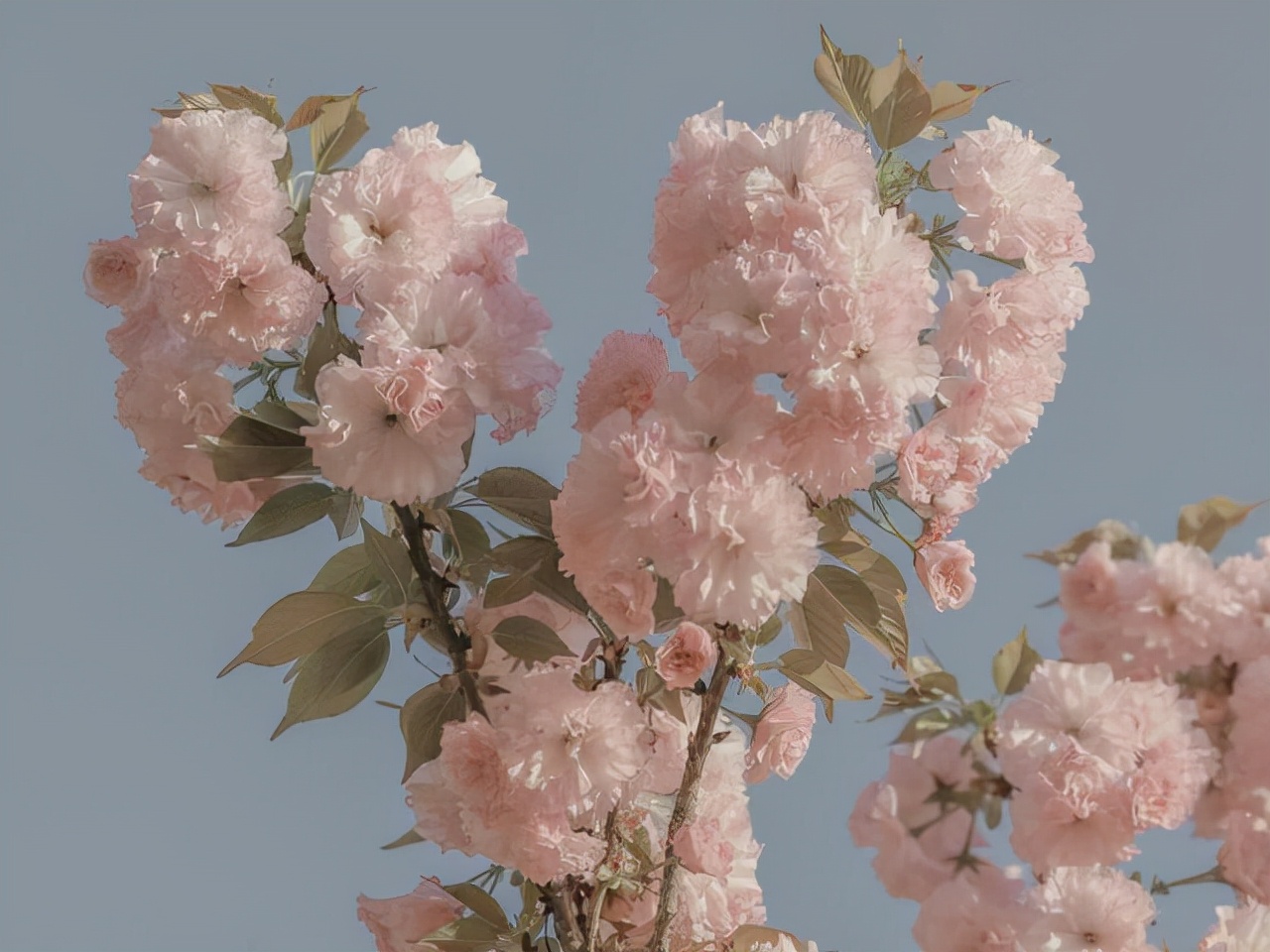 星座师安达|擅长暗恋的星座，不轻易主动表白，是内心理性，还是比较害羞？