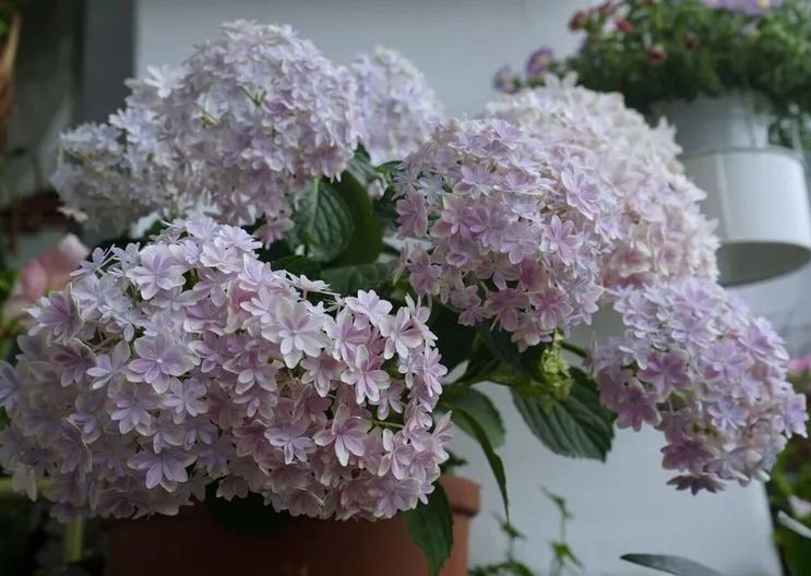 |3㎡的阳台能干嘛？这个宿舍小阳台花园或许会惊艳到你，看看吧！