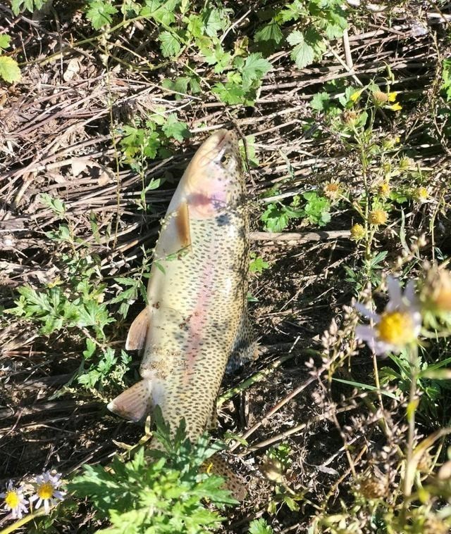 宓孤林|河北钓友深山溪流钓起许多“凶猛怪鱼”,大的一斤多,野生虹鳟?