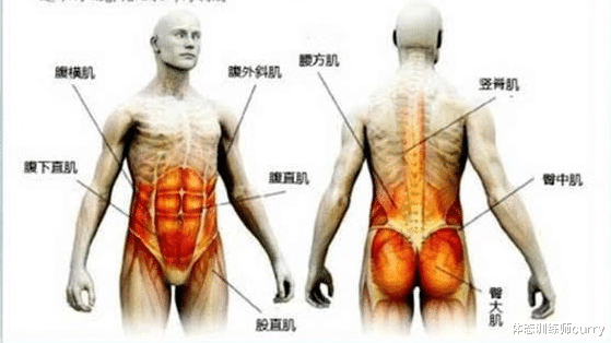 牙齿|练腹=练核心？这篇文章带你了解什么是核心和真正的核心训练