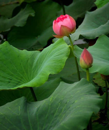 星临天下|未来一个月，霉运散好运来，4属相桃花旺盛，爱情甜蜜蜜