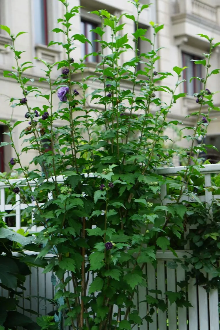 别墅|3年前，为这100㎡院子买了栋联排别墅，如今院子成了我的后花园
