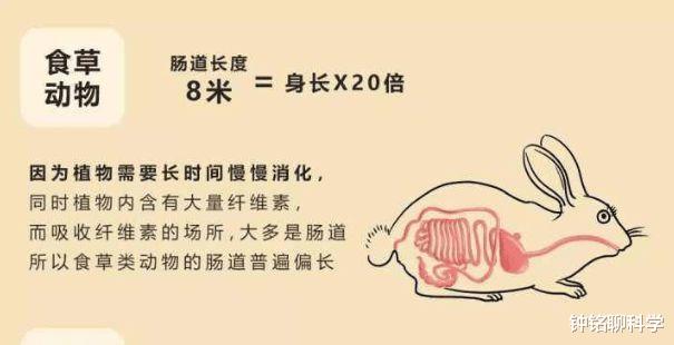 科学家 大熊猫的粪便里，究竟隐藏着多少秘密？为啥它的粪便不臭反香？