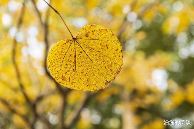 沿途的美景|你的生活取决于你对待事情的态度