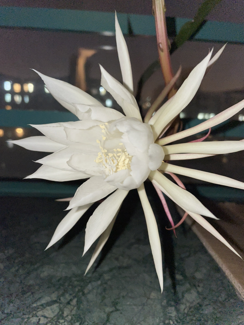 丽水|民间流传\不吉利的花\，敢养的人太少，你养过几种？