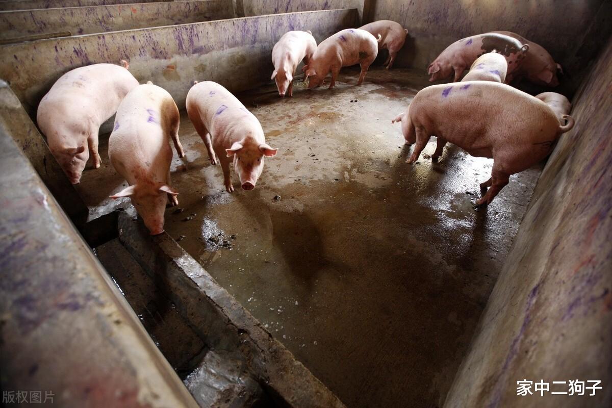 生猪价格 猪价“跌不休”，行情下跌“拦不住”，养猪户苦不堪言，怪谁？