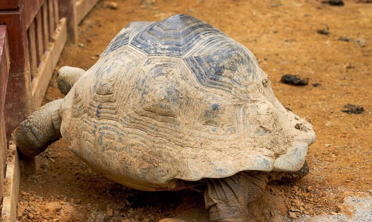 地球上寿命最长的十种动物,乌龟只能排第七,永生真的存在吗?