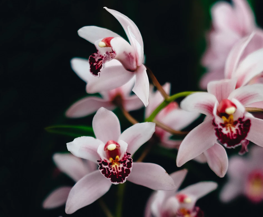 本人讲星座|为什么说很难得到金牛座的爱?