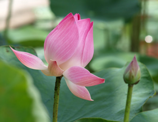 星临天下|8月中旬，鸿运当头，4属相财运亨通，添丁添喜添福