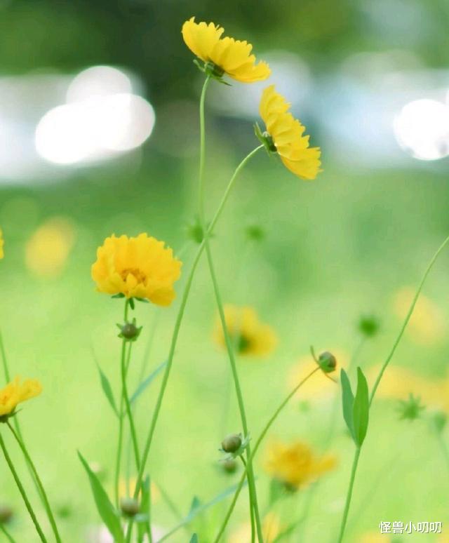 怪兽小叨叨 有野心，又有决心的生肖，要么不做，要么做绝，骨子里有股狠劲